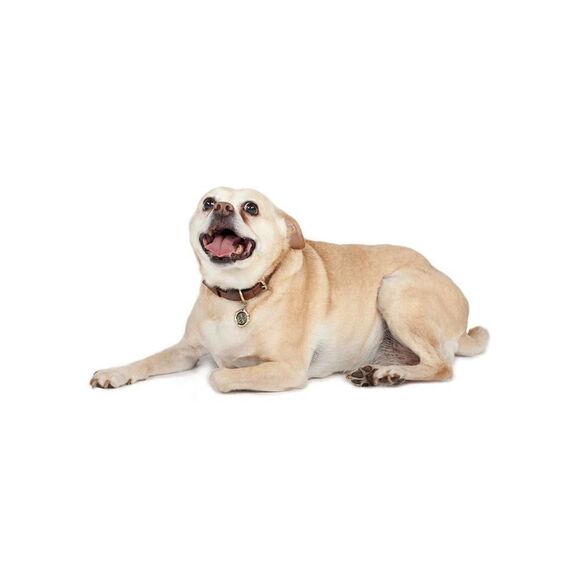 Patricia Nash Pet Collar Small NWT - Picture 2 of 5